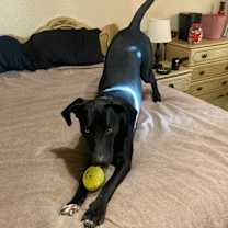 Thumbnail photo of Riff Raff #3