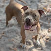 Thumbnail photo of Harvest 28238 #1