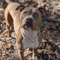 Thumbnail photo of Harvest 28238 #4