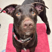 Thumbnail photo of Bo  #2