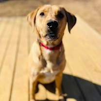 Thumbnail photo of Lucky 21106 #4