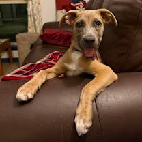 Thumbnail photo of Koda #4