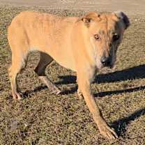 Thumbnail photo of Skye 1771 #4