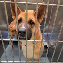 Thumbnail photo of KOKO #1