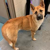 Thumbnail photo of KOKO #2