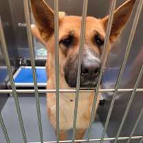 Thumbnail photo of KOKO #3