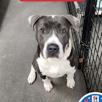 Thumbnail photo of Guapo #1