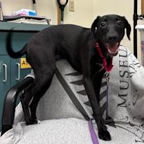 Thumbnail photo of Tillie - See my Video! #2