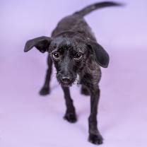 Thumbnail photo of Fritata #1