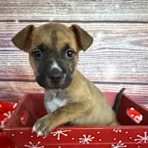 Thumbnail photo of NY Merida Avail Dec 13 (Tractor Supply Patterson) #1