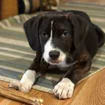 Thumbnail photo of NY Wizard Avail Dec 13 (Tractor Supply Patterson) #1