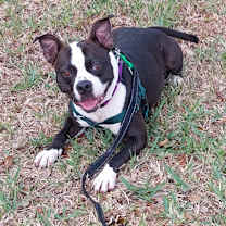 Thumbnail photo of Mora #1