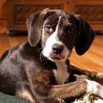 Thumbnail photo of NY Wizard Avail Dec 13 (Tractor Supply Patterson) #4