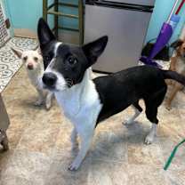 Thumbnail photo of Cici #3