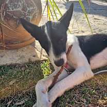 Thumbnail photo of Cici #4