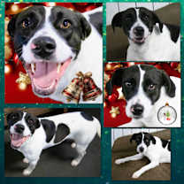 Thumbnail photo of Skipper #4