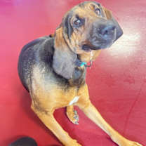 Thumbnail photo of Harley #1