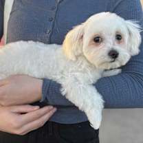 Thumbnail photo of Benny #1