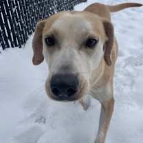 Thumbnail photo of Sister Schubert #2