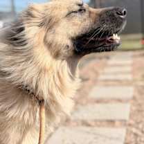 Thumbnail photo of Honey #1