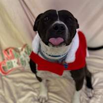 Thumbnail photo of Brazo #3