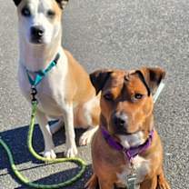 Thumbnail photo of Daphne - Foster #3