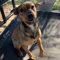 Thumbnail photo of Pumpernickle #1