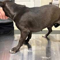 Thumbnail photo of Starla #3