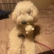 Thumbnail photo of Kobe #2