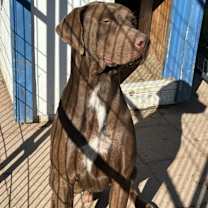 Thumbnail photo of Whiskey #1