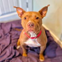 Thumbnail photo of Potato #4