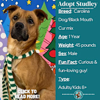 Thumbnail photo of Sir Studley #1