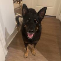 Thumbnail photo of Dusty #1