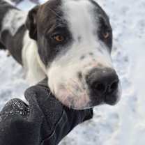 Thumbnail photo of Himalaya #3