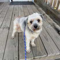 Thumbnail photo of Honey BooBoo #1