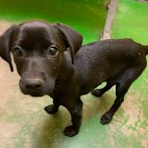 Thumbnail photo of NALAH #2