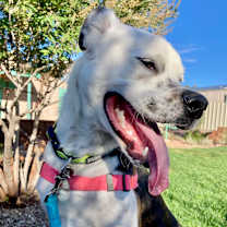 Thumbnail photo of Jango #1