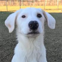 Thumbnail photo of Rigatoni #1