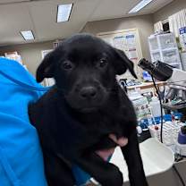 Thumbnail photo of Dazzle #1