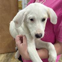 Thumbnail photo of Rigatoni #2