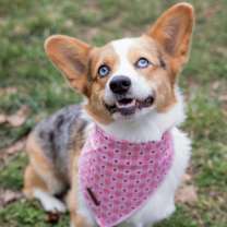 Thumbnail photo of Odie #1