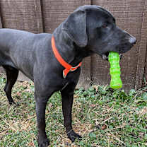 Thumbnail photo of Bruce #2