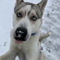 Thumbnail photo of Blaze #2