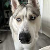 Thumbnail photo of Blaze #3