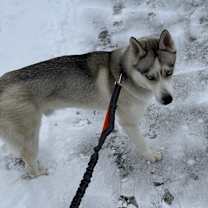 Thumbnail photo of Blaze #4