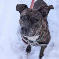 Thumbnail photo of Satchel #3