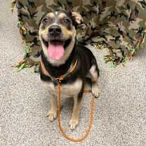 Thumbnail photo of Raven #2