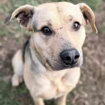 Thumbnail photo of Mr. Brown #1