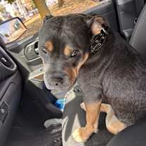 Thumbnail photo of Remy #3