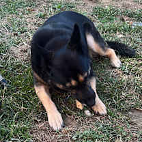 Thumbnail photo of Milo #3